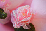 Μπομπονιέρα γάμου διπλή γάζα, λευκή και ροζ με μεγάλο τριαντάφυλλο