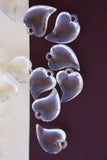 Καρδιά plexiglass σε χρώματα